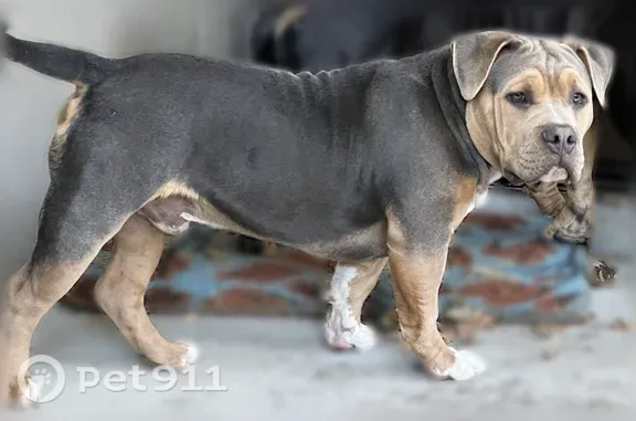 Lost and found pets Stockton, photo: Found dogs, Broadridge Way, 2275, Stockton — three Staffordshire Bull dogs