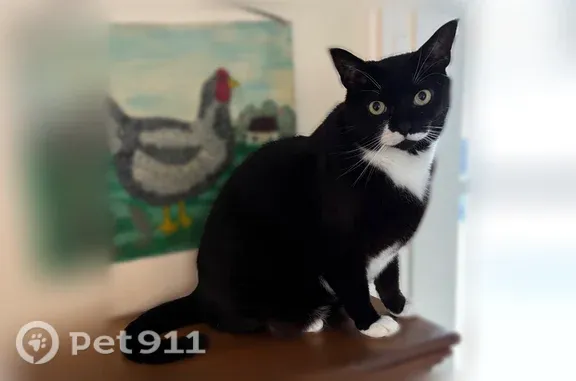 Lost male cat, Berkshire Terrace, 45, Northampton — distinctive white mustache - photo