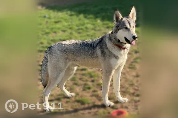 Lost and found pets Muncie, photo: Lost dog, North Morrison Road, 3631, Muncie — male, grey and white