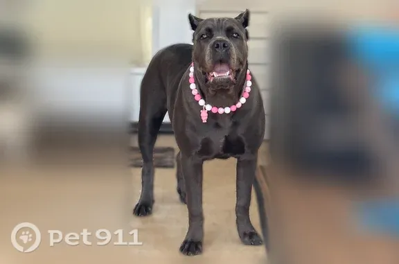 Lost female dog, Hight Road, 4550, Oxford — 8 months old - photo
