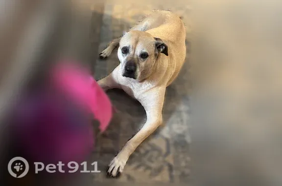 Lost dog, Lord Fairfax Highway, 8239, Berryville — female boxer mix - photo