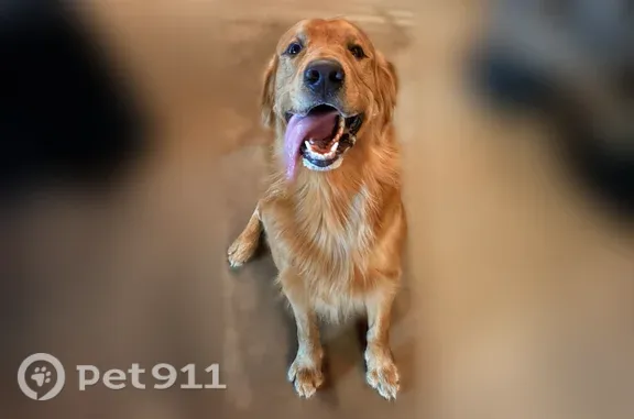 Lost and found pets Bedford, photo: Found dog, male, Rustic Woods Drive, 3233, Bedford — friendly golden retriever without a collar