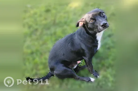 Lost and found pets Wood River, photo: Lost dog, 8th Street West, 318, Wood River — male Chihuahua mix, friendly and playful
