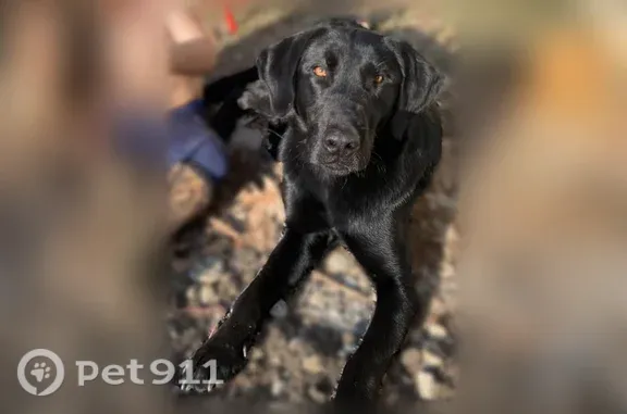 Lost dog, Resaca Lafayette Road Northwest, 2436, Sugar Valley, Resaca — male named Ranger - photo