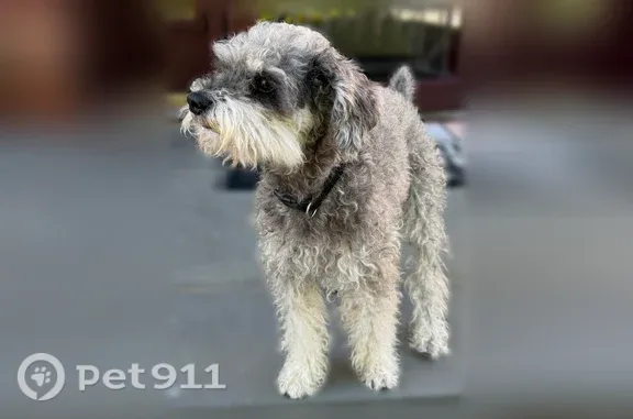 Lost and found pets Freeport, photo: Lost Dog, Archer Street, Freeport — Male dog with a black collar