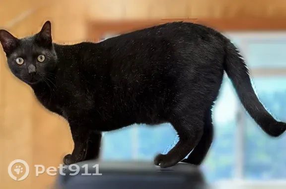 Lost cat, West Main Street, 946, Riverhead, Manhattan — full black male cat - photo