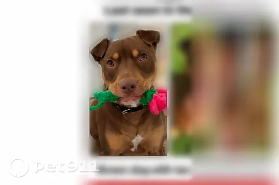 Lost dog, Dixon Avenue, Paterson, Woodland Park - male with flappy ears and a scar - photo