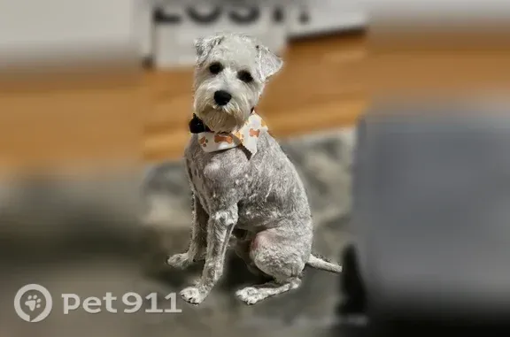 Lost dog, Plato Avenue, 4632, Atlanta — friendly white male with a mustache - photo
