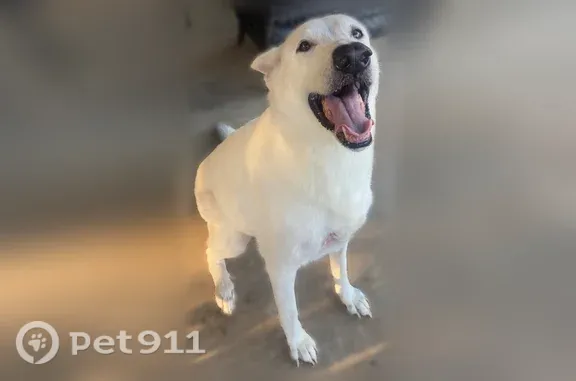 Lost and found pets Bedford, photo: Found dog, Mulberry Lane, 3901, Bedford — friendly male shepherd dog