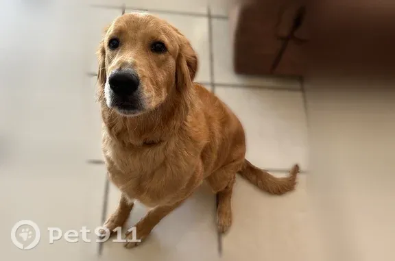 Lost dog, Arvin Circle, 369, Hampton — large Golden Retriever - photo