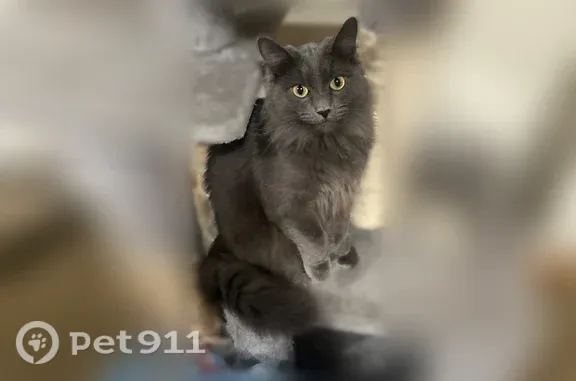 Lost cat, State Avenue, 12115, Marysville — female, friendly, spayed - photo