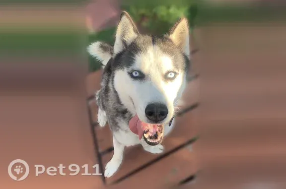 Lost dog, Glengarry Road, 1537, Jacksonville — black-and-white purebred husky with light blue eyes - photo