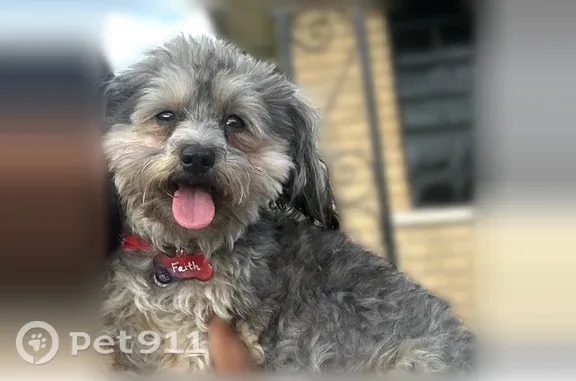 Lost female dog, Collingwood Street, 1467, Detroit — small puppy that may approach for food - photo