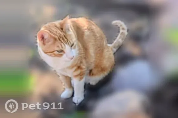 Lost and found pets Prescott, photo: Lost cat, Meadowlark Lane, 717, Prescott — male orange tabby, white neck and paws