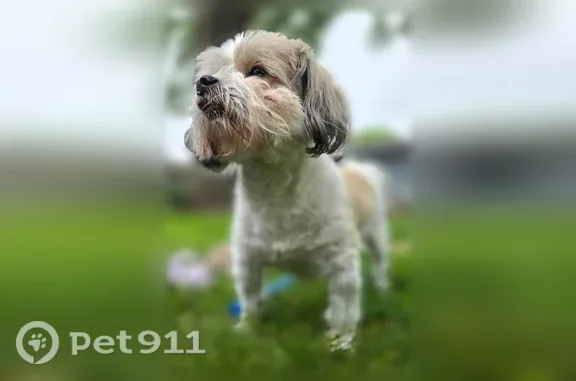 Lost male dog, South 104th East Avenue, 208, Tulsa — shaggy-haired and timid - photo