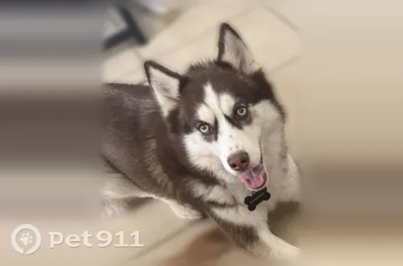 Lost female dog, Joel Street, 8242, Spring Hill, Land O' Lakes — medium reddish husky - photo