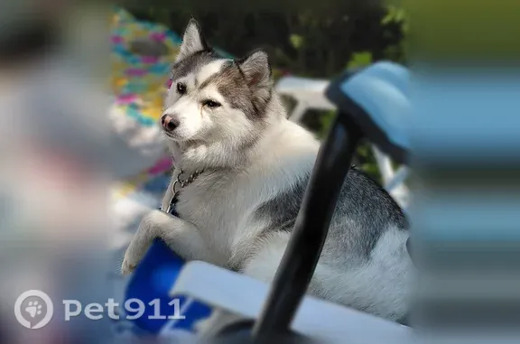 Lost Dog, 17 Mile Road, 934, Kent City — female long-haired Pomsky with a light green collar - photo