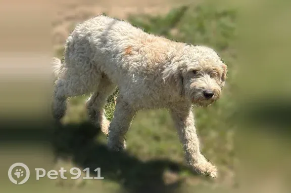 Lost dog, Ratliff Ferry Road, 274, Canton — male with a rabies collar - photo