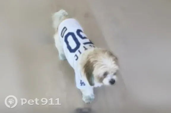 Lost dog, Morrison Street, 15600, Los Angeles — male with faded blue-dyed paws - photo