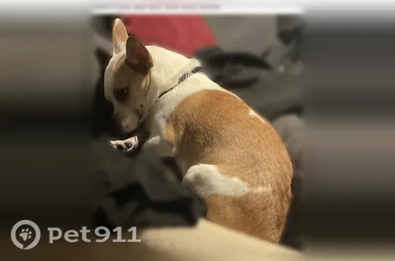 Lost dog, Ardenridge Drive, Arden-Arcade, Sacramento — brown and white male with a blue and black collar - photo