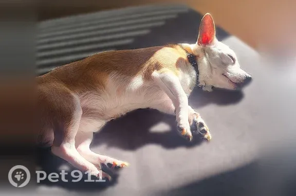 Lost male dog, Watt Avenue, 3180, Sacramento — brown back and white belly - photo