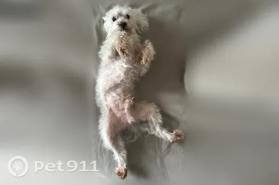 Lost dog, Oakleigh Road, 792, Valley Stream — friendly white Maltipoo with dark skin spots - photo