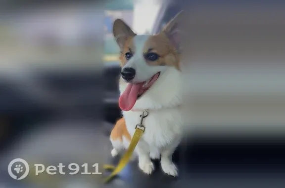 Lost dog, West Daisy Lane, 4434, Traverse City — female, small for a corgi - photo