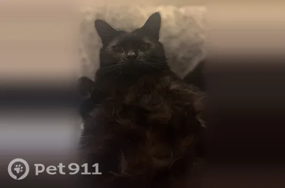 Lost male cat, Broadway, 110, North Attleborough, Attleboro — large black cat with green eyes - photo