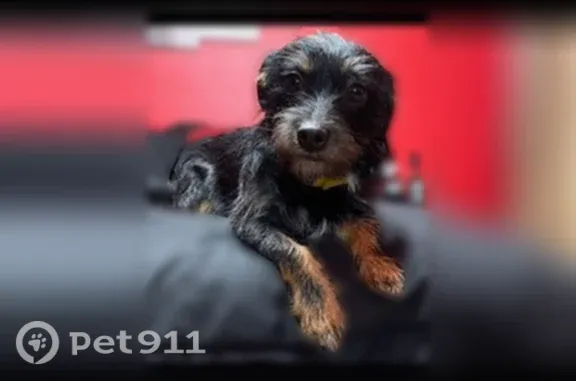 Lost dog, Francis Street, 404, Bakersfield, Los Angeles — male with black body and brown legs - photo