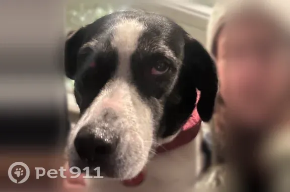Lost dog, Coos Bay, Portland — female, 10 years old - photo