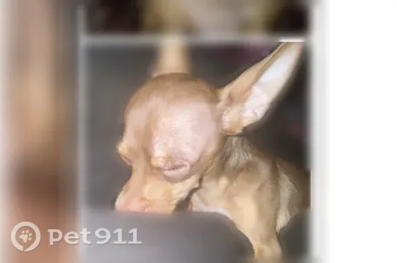 Lost dog, Del Rio Street, 2854, San Antonio — female with long nails - photo