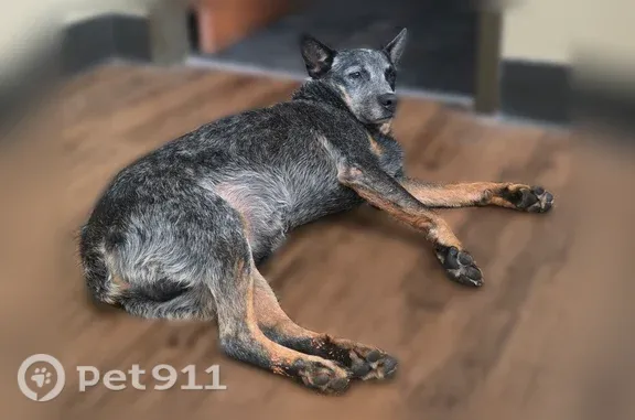 Found dog Oklahoma City, photo: Found dog, Arnold Street, 7410, Oklahoma City — male blue heeler