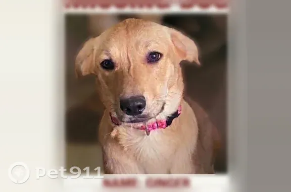 Lost dog, Carolina Avenue, 332...