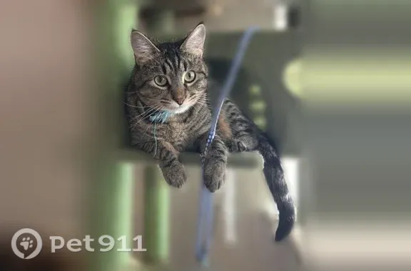 Lost cat, South 11th Street We...