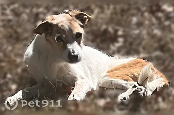 Lost dog, Donna Drive, 5118, San Antonio — elderly male with a back-leg injury - photo