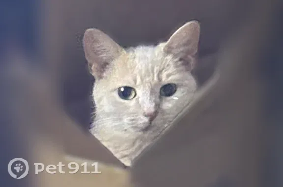Lost cat, female, South Coddin...