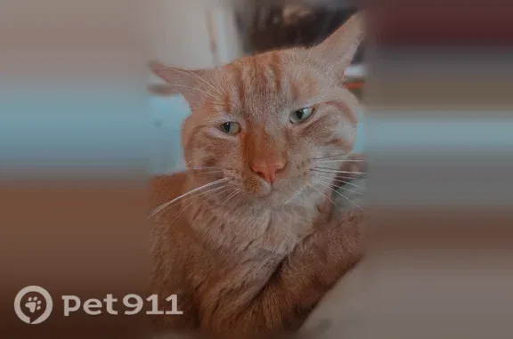 Lost cat, North Avenue, 2826,...