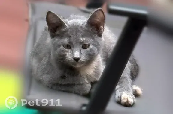 Missing cat Lombard, photo: Lost cat, West Highridge Road, 1180, Villa Park, Lombard — female with a white-tipped tail