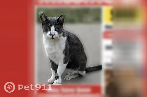 Lost cat, South 35th Street, 6...