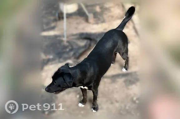 Lost male dog, Newportville Road, 3600, Bristol — black Labrador with a white chest - photo