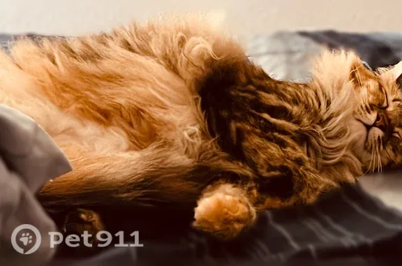 Lost cat, Juniper Street, 4685...
