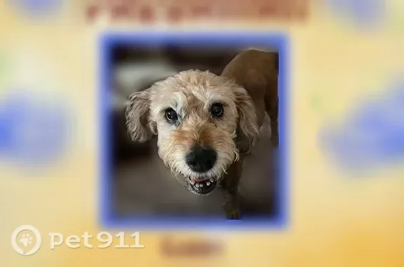 Lost dog, Jackson Street, Newn...