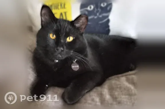 Lost cat, Scriber Lake Road, 1...
