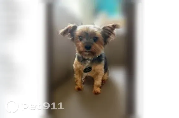 Lost dog, Salem Street, 16840,...