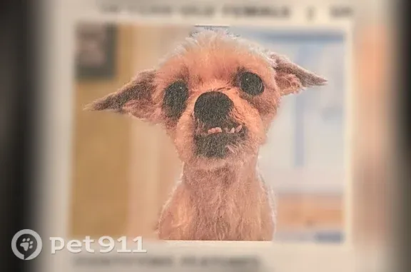 Lost dog, 20th Ave & 67th St, Brooklyn, NY 11204, Manhattan — female, 14-year-old Shih Tzu mix - photo