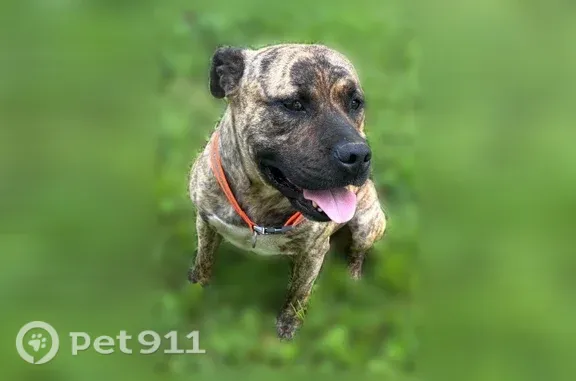 Lost Dog, Pulaski Pike, 11838,...