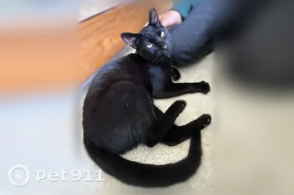 Lost cat, Hayward Avenue, San...