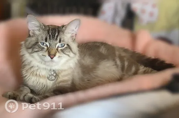 Lost cat, male, Red Fox Run Drive Northwest, 3377, Warren — blue eyes - photo