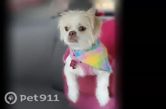 Lost dog, female, Robinson Avenue, Jacksonville — extremely friendly - photo