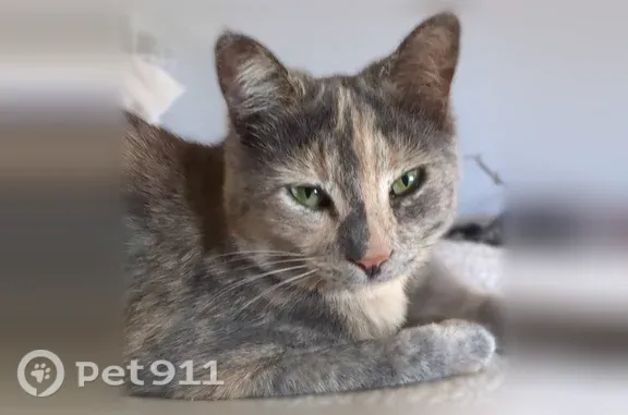 Missing cat Female, Olivehurst (usl546581) - photo